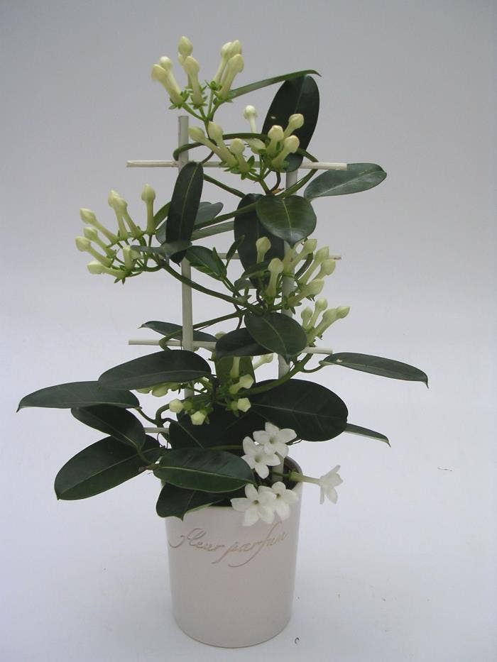 Stephanotis Romance in Fleur Parfum