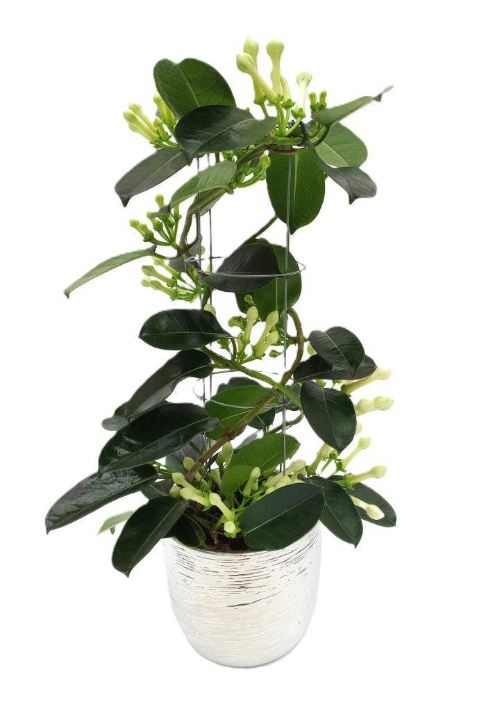 Stephanotis Tower in Silver