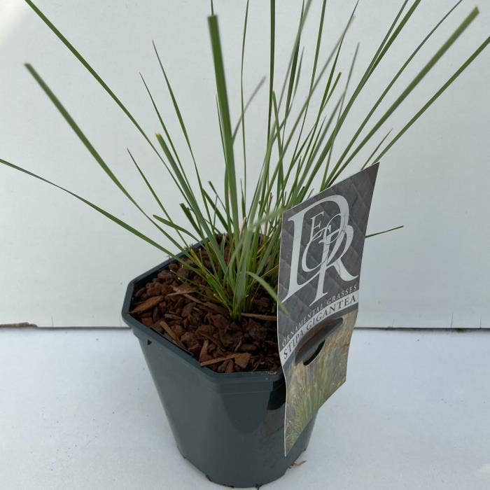 Stipa 'Gigantea'