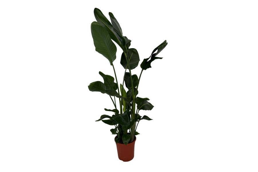 Strelitzia nicolai 3+ 