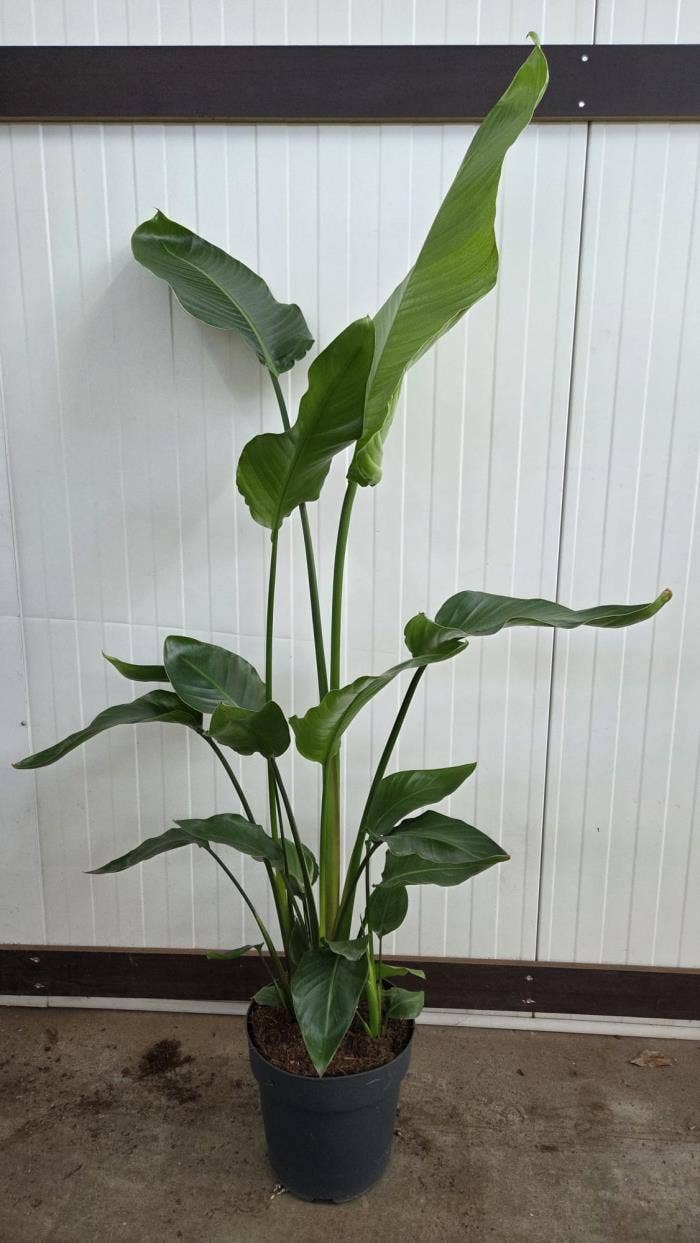 Strelitzia nicolai