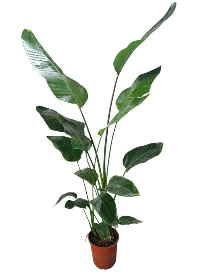 Strelitzia Nicolai