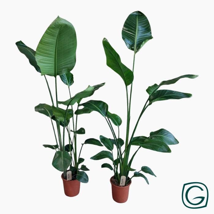 Strelitzia nicolai