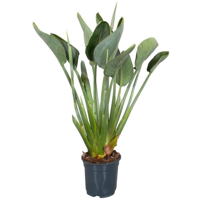 Strelitzia Reginae 19cm 2 knop