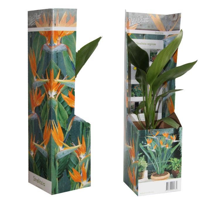 Strelitzia reginae in showbox