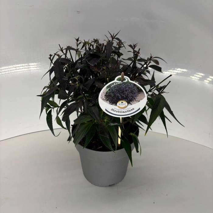 Strobilanthes anisop. Brunetthy