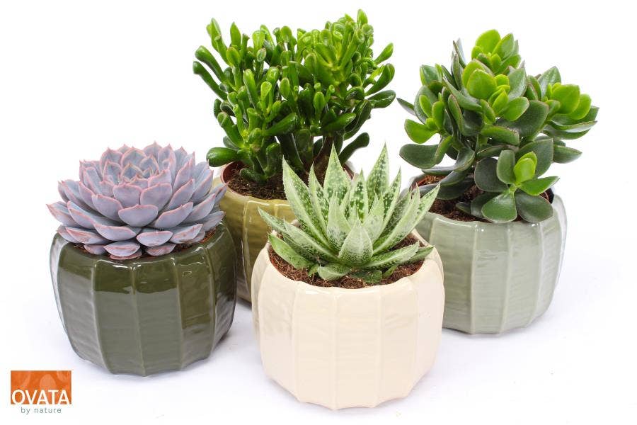 Succulent in Copenhagen