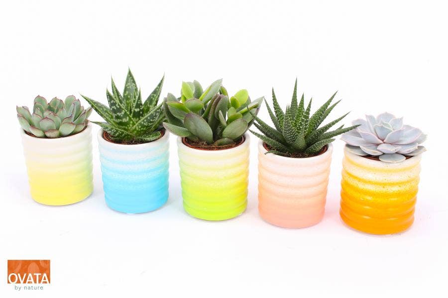 Succulent in Curaçao