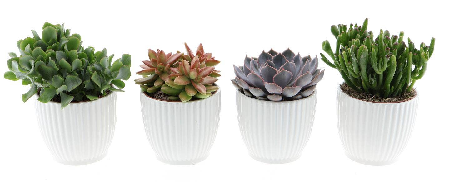 Succulent in Design