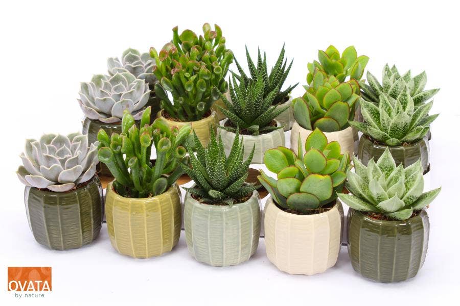 Succulent in Helsinki