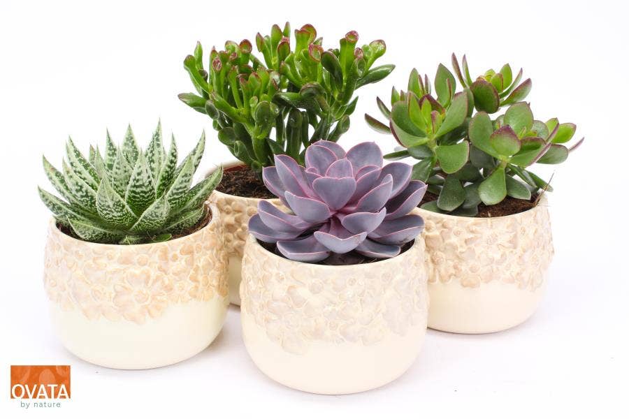 Succulent in Ivory Bloom