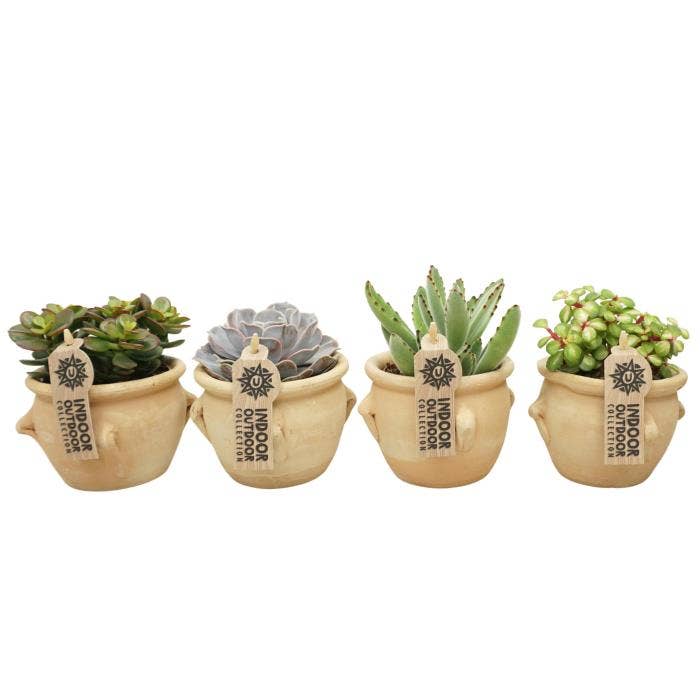 Succulent in La Vica