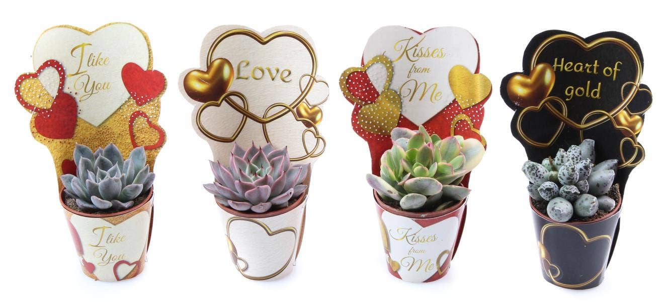 Succulent in Love Potcover