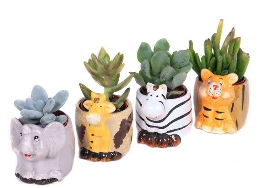 Succulent in Safari animal