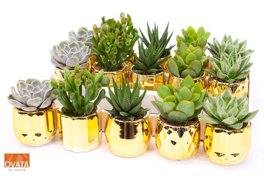 Succulent in San Francisco