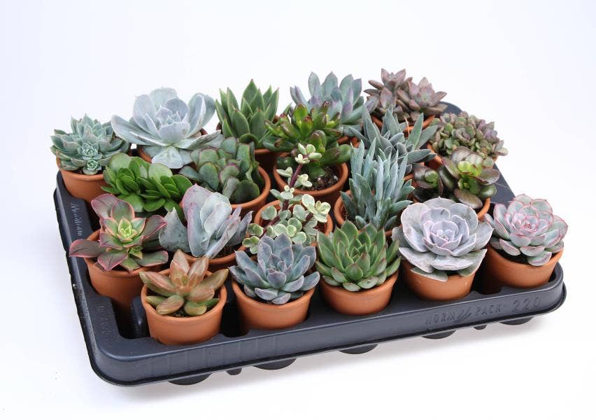 Succulent in terracotta