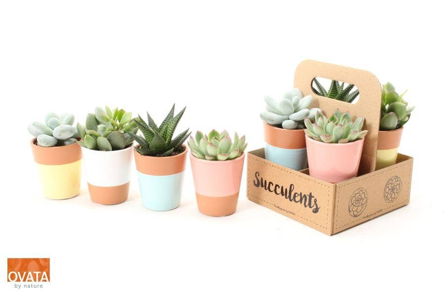 Succulent in The Box (4-pack)