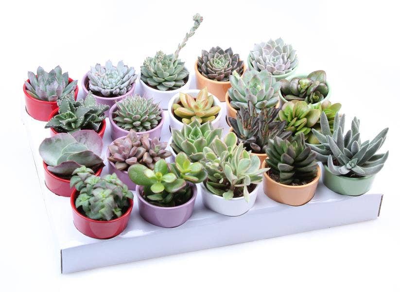 Succulent kleurpot