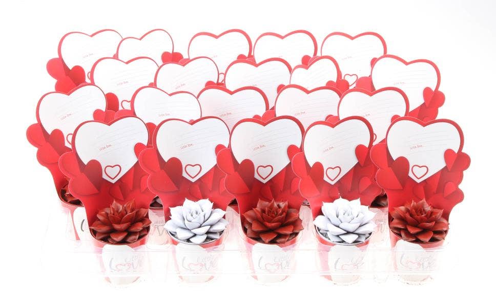 Succulent Rainbow in Little love potcover