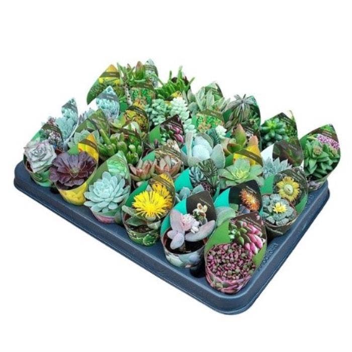 Succulents 