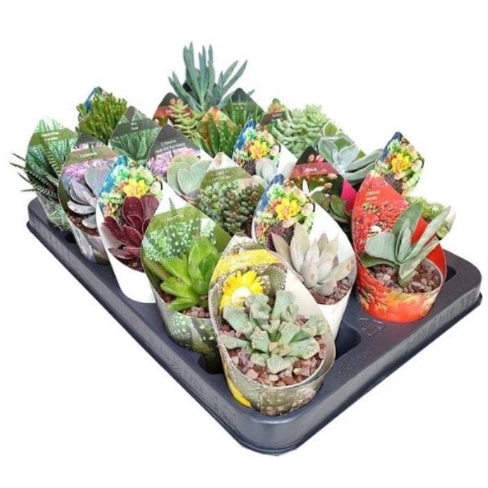 Succulents 
