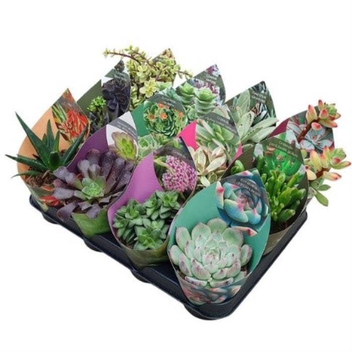 Succulents 
