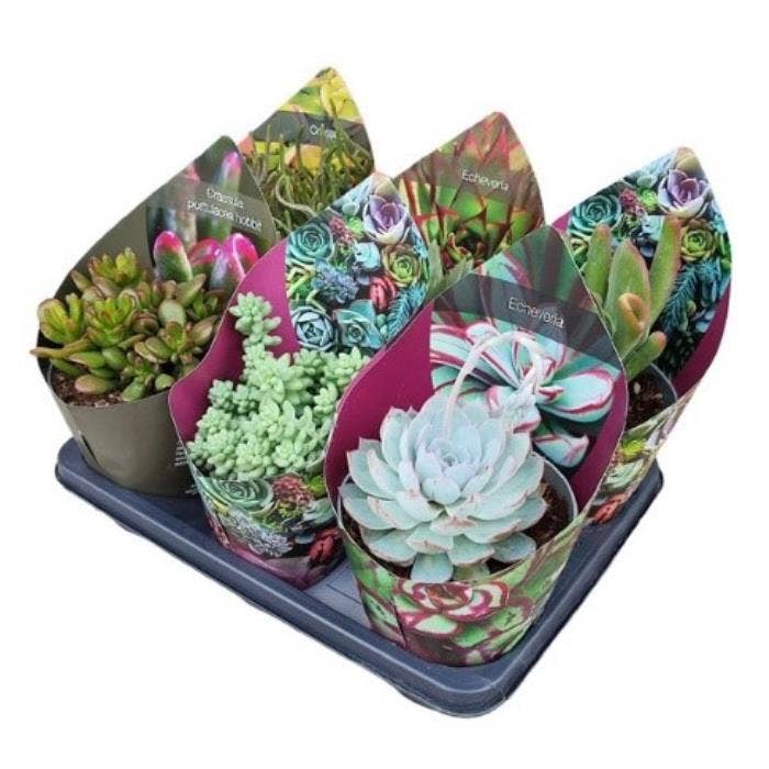 Succulents 