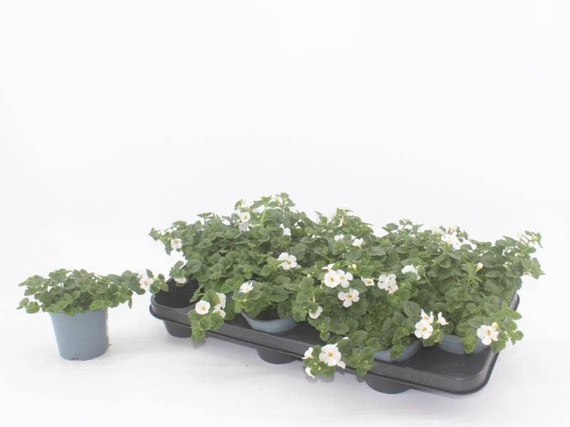 Sutera White Big flower