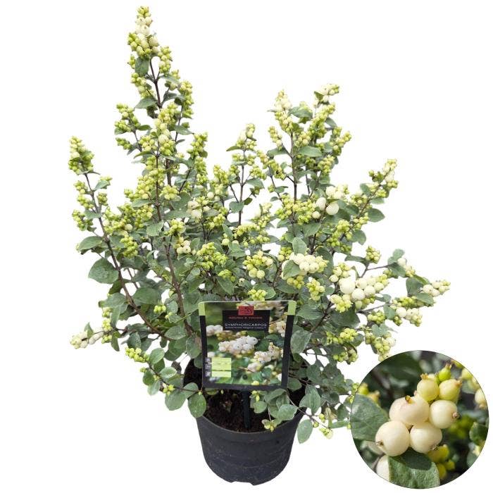 Symphoricarpos 'Magical Galaxy'