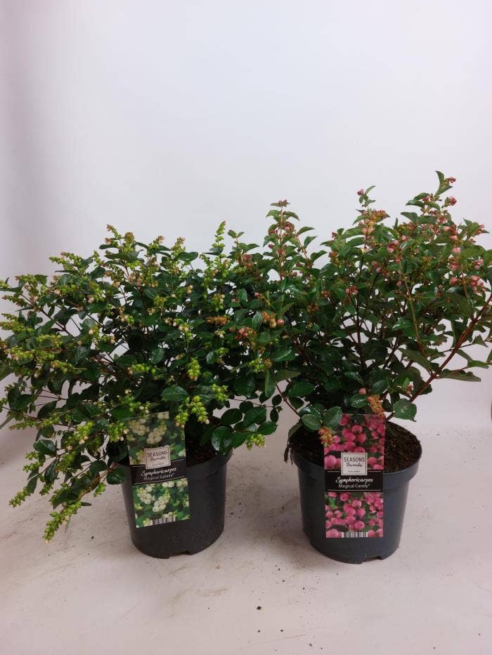 Symphoricarpos Magical