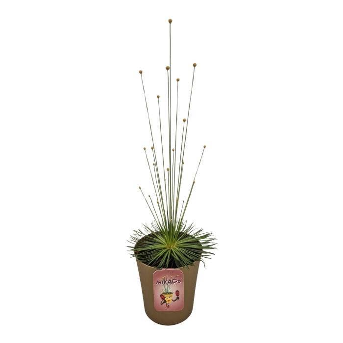 Syngonanthus Mikado