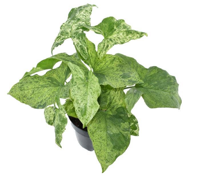 Syngonium Mottled Green Solutions