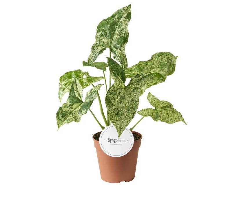 Syngonium Mottled