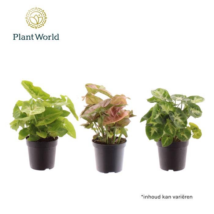 Syngonium