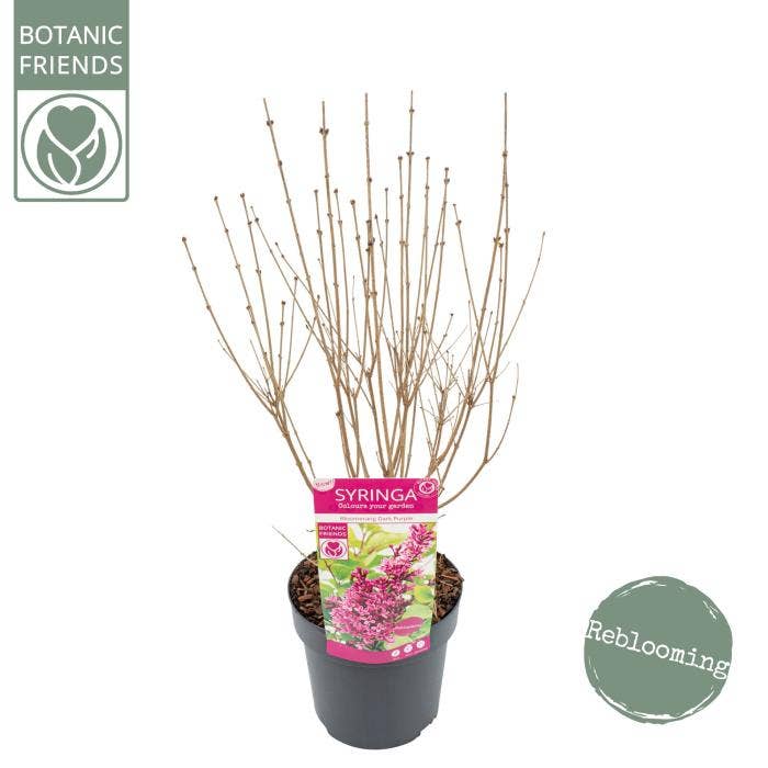 Syringa 'Bloomerang Dark Purple'