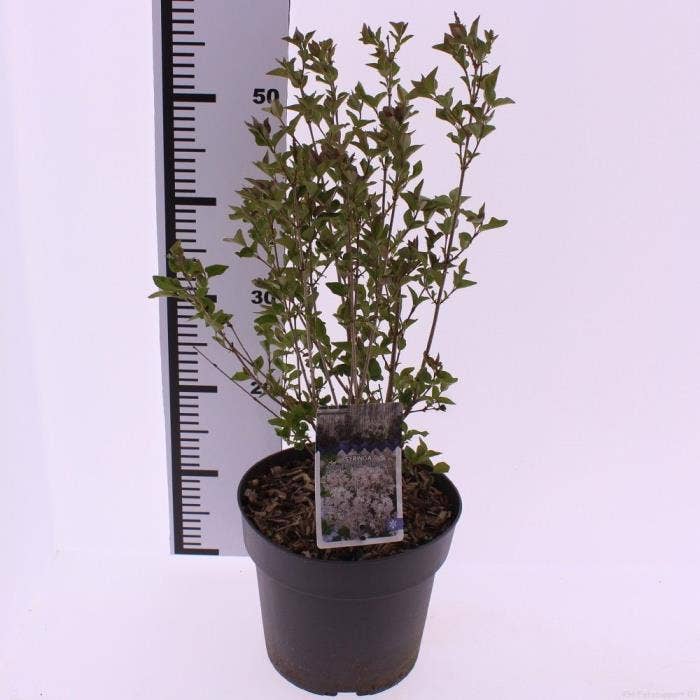 Syringa 'Flowerfesta White'