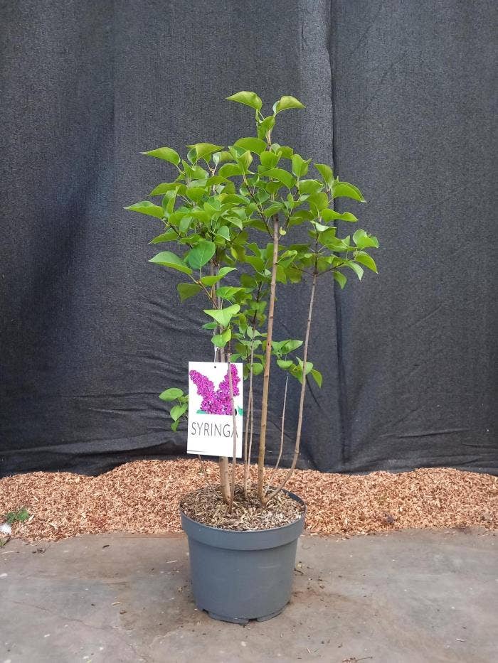 Syringa 'Ludwig Spath'