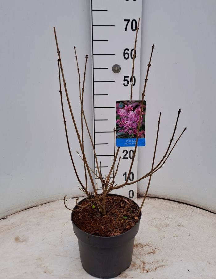 Syringa mey. 'Josée'