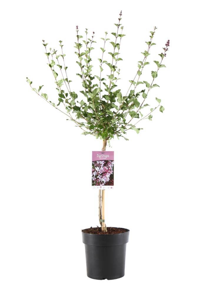Syringa mey. 'Palibin' stam 30