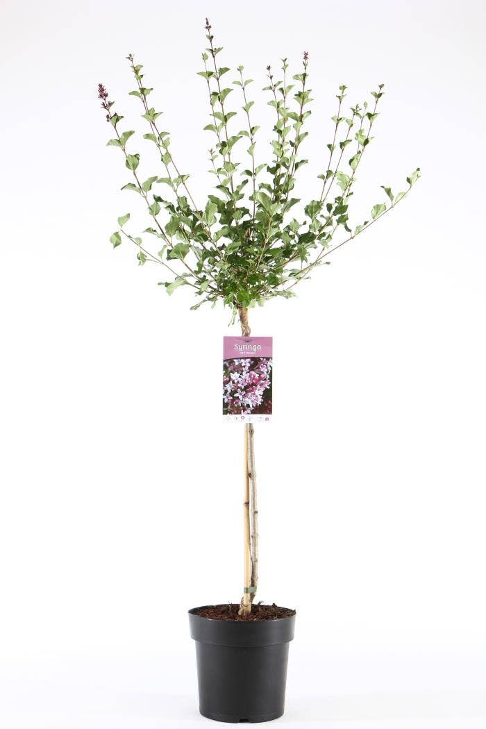 Syringa mey. 'Palibin' stam 60