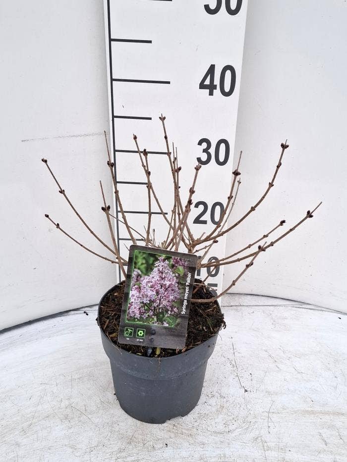 Syringa mey. 'Palibin'