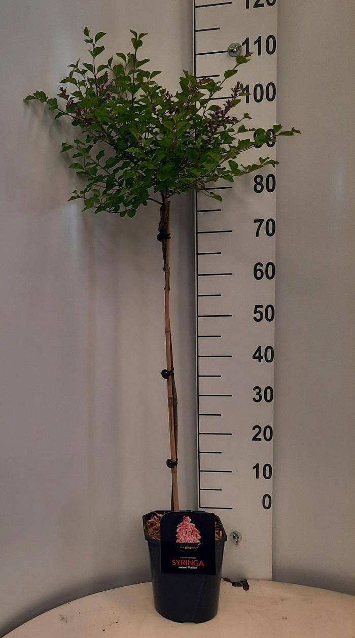 Syringa mey. 'Palibin'