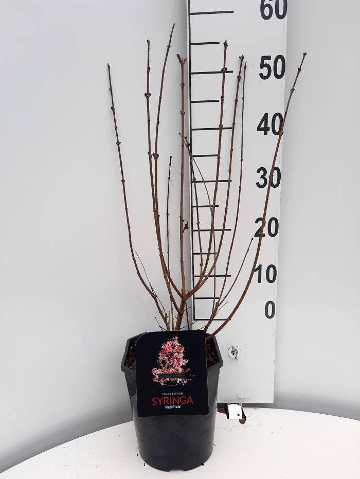 Syringa mey. 'Red Pixie'