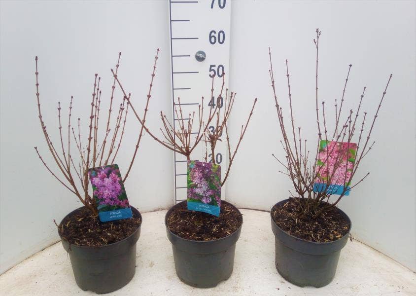 Syringa meyeri