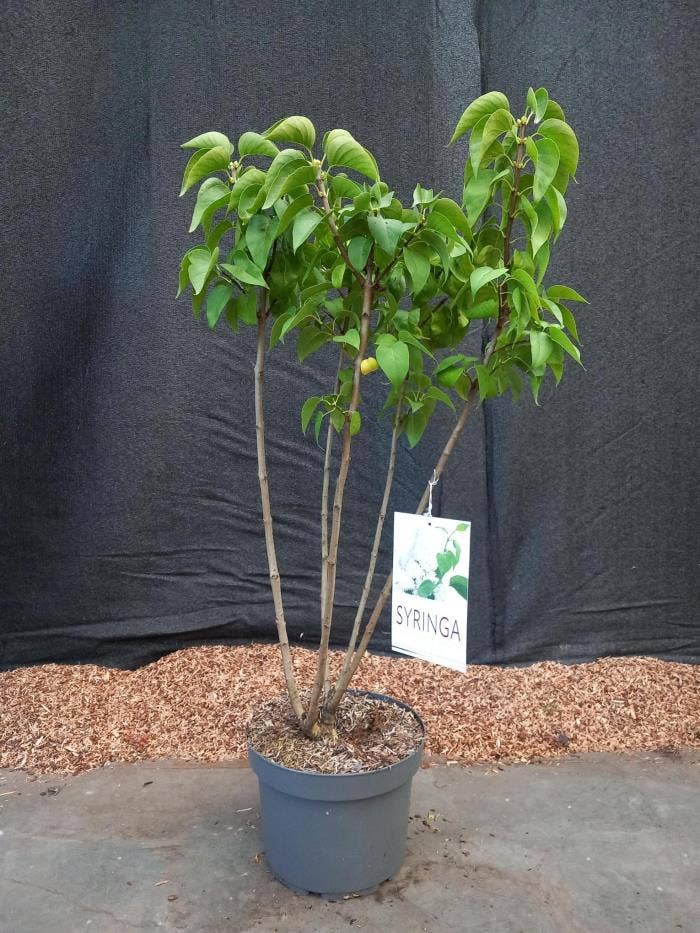 Syringa Mme. Lemoine