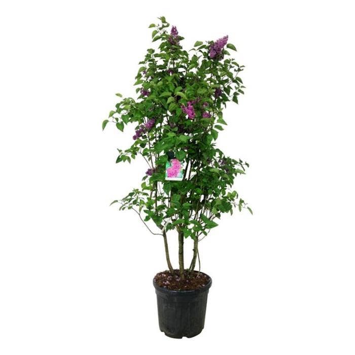 Syringa v. 'And. an Ludwig Späth'