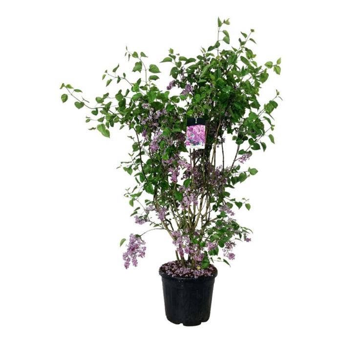 Syringa v. 'Sensation'