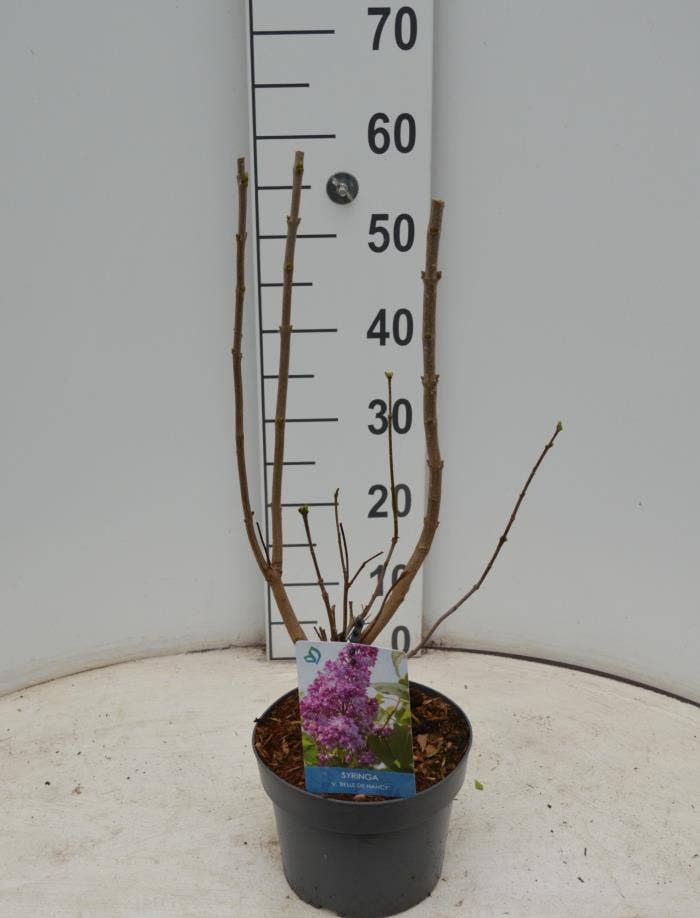 Syringa vul. 'Belle de Nancy'