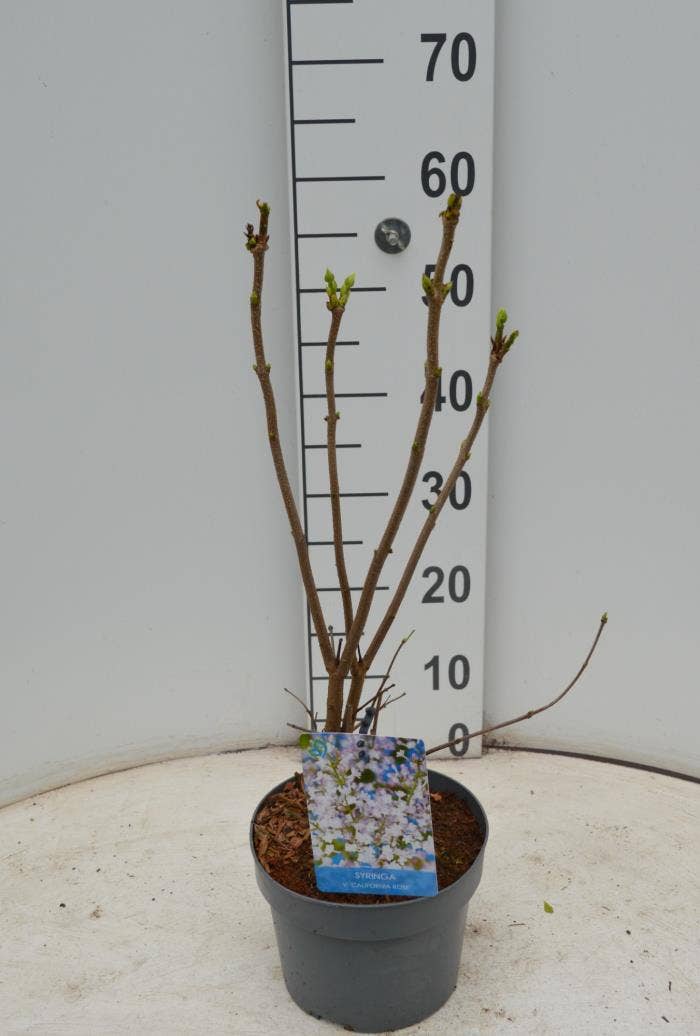 Syringa vul. 'Callifornia Rose'