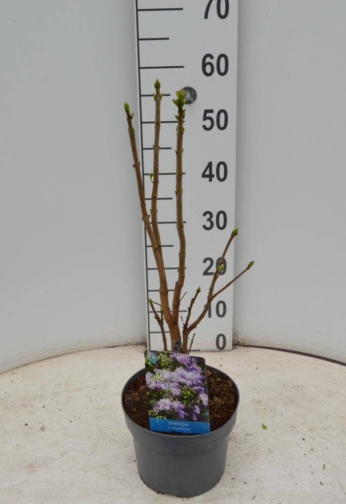 Syringa vul. 'Nadezhda'
